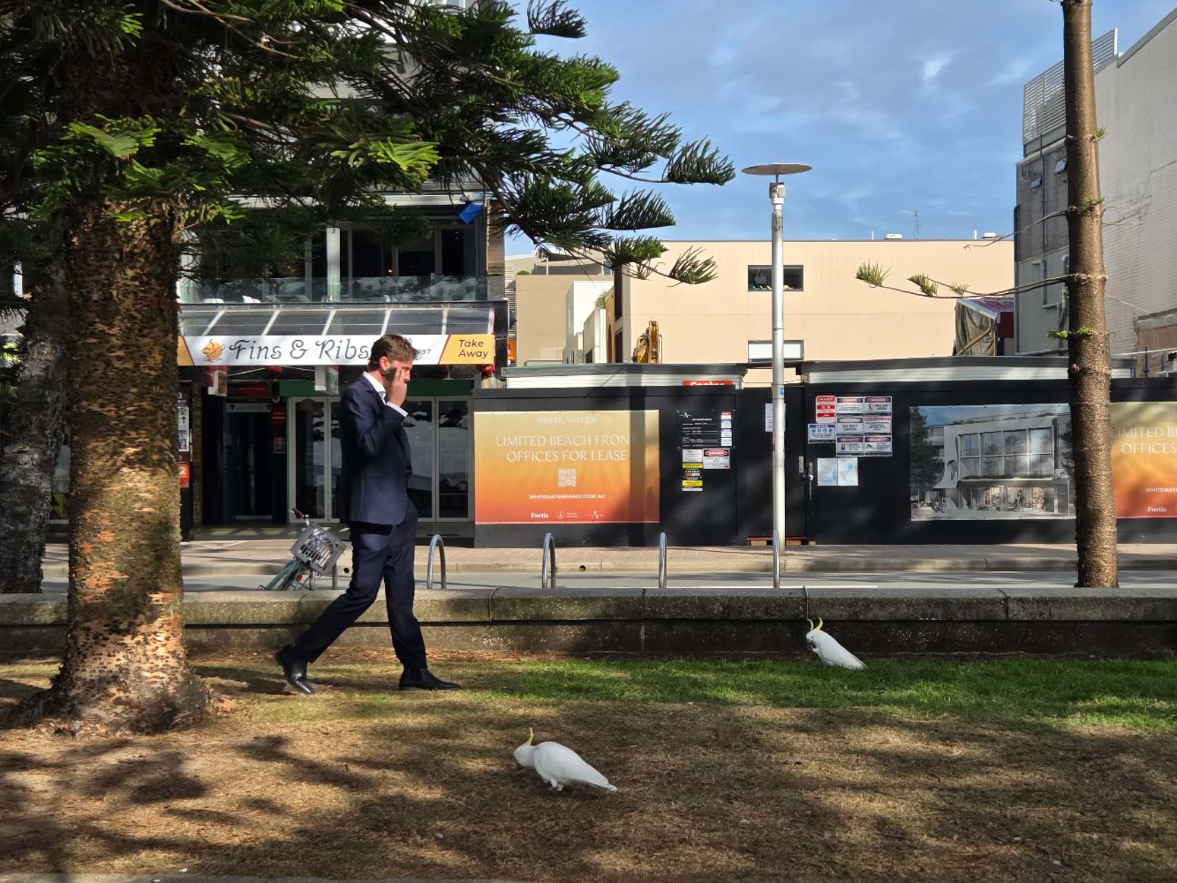 Manly beach parrots and man